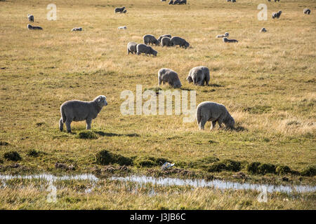 Le pecore sono giornate di pascolo su campo Foto Stock