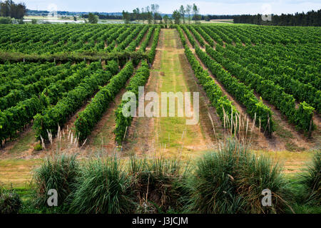 Vigneti in Autunno colori, Juanico Cantina, Uruguay il più grande e più premiato cantina 38km a nord di di Montevideo, Uruguay Foto Stock