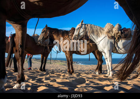 Cavallo da Cabo Polonio a Barra de Valizas, Rocha Dipartimento, Uruguay. Foto Stock