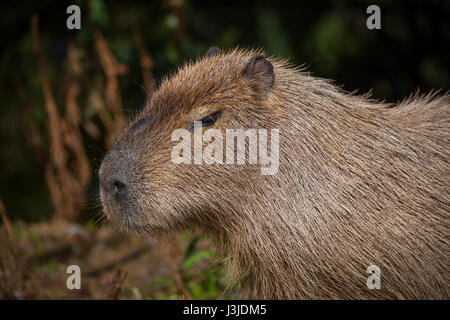 Capibara fuori Foto Stock