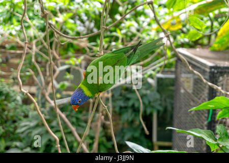 Tropical Butterfly House Sheffield, Natura Foto Stock