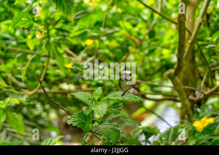 Bella Glasswing Butterfly, Tropical Butterfly House Sheffield, Natura Foto Stock