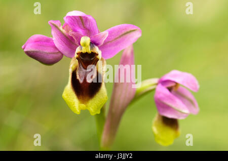 Wild Orchid Sawfly sottospecie (Ophrys tenthredinifera subsp. guimaraesii) fiori closeup oltre un fuori fuoco sfondo. Monti Arrabida, Portogallo Foto Stock