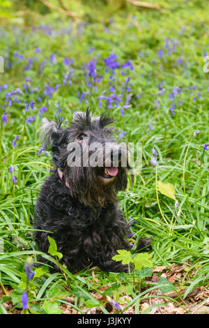 Femmina vecchia Scottish terrier cane in una foresta con bluebells Foto Stock