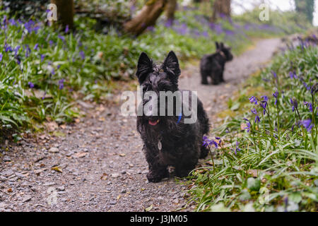 Scottish terrier i cani in una foresta con bluebells Foto Stock