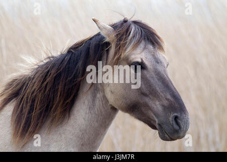 Konik Pony, ritratto del singolo adulto in reedbed, Minsmere, Suffolk, Regno Unito Foto Stock