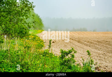 Misty Maggio mattina fuori città. Foto Stock