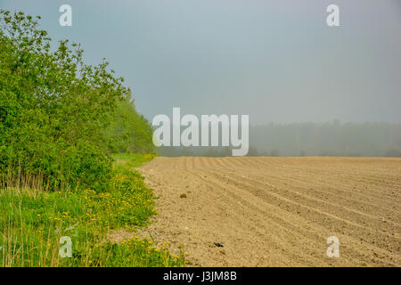 Misty Maggio mattina fuori città. Foto Stock