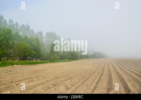 Misty Maggio mattina fuori città. Foto Stock