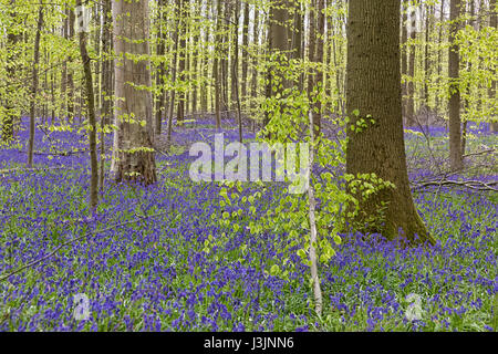 Belgio, Vlaanderen (Fiandre), Halle. Bluebell fiori (Hyacinthoides non scripta) tappeto di latifoglie foresta di faggio in primavera nel Hallerbos fore Foto Stock