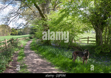 Bluebell boschi in Lynchmere nr Haslemere, Surrey Foto Stock