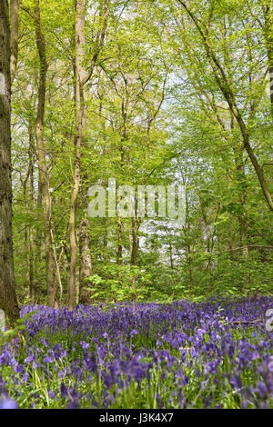 Belgio, Vlaanderen (Fiandre), Halle. Bluebell fiori (Hyacinthoides non scripta) tappeto di latifoglie foresta di faggio in primavera nel Hallerbos fore Foto Stock