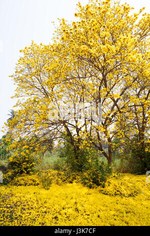 Tabebuia chrysotricha fiori gialli Foto Stock