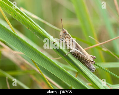 Campo comune grasshopper (Chorthippus brunneus) Foto Stock
