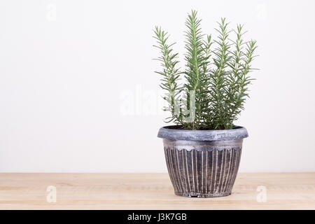 Il rosmarino all'interno di un pot nero sulla tavola di legno, Rosmarinus officinalis Foto Stock