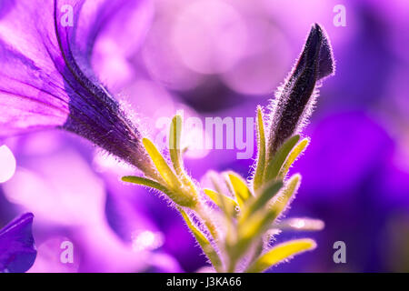 Belle riprese macro di petunia viola con bokehs Foto Stock