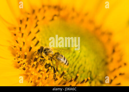Il miele delle api di alimentazione e di raccolta di polen sui semi di girasole Foto Stock