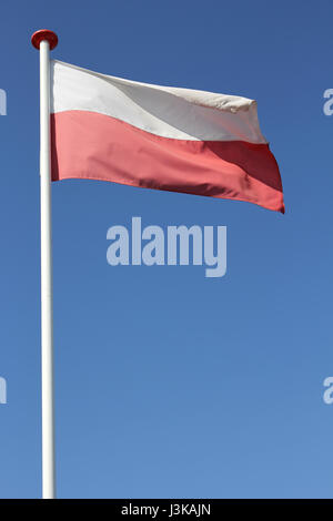 Bandiera polacca battenti nel vento Foto Stock