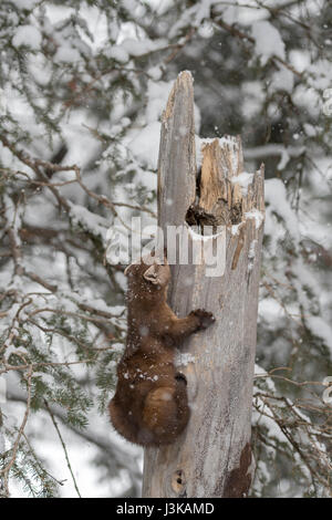 Martora ( Martes americana ) in inverno la neve, arrampicata fuori delle sue tane in un vecchio rotto albero cavo, sembra divertente, Yellowstone NP, STATI UNITI D'AMERICA. Foto Stock