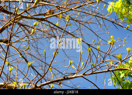 Espandere e fioritura di foglie del grande albero Foto di diramazione all'aperto con illuminazione di sun. Foto Stock