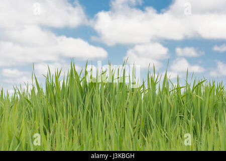 Verde fresco germogli di erba cielo blu - metafora per "Prato" parole - "non lasciate crescere l'erba sotto i piedi, 'Testa nelle Nuvole", la crescita economica. Foto Stock