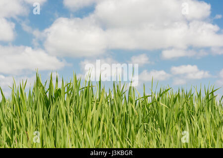 Verde fresco germogli di erba cielo blu - metafora per "Prato" parole - "non lasciate crescere l'erba sotto i piedi, 'Testa nelle Nuvole", la crescita economica. Foto Stock