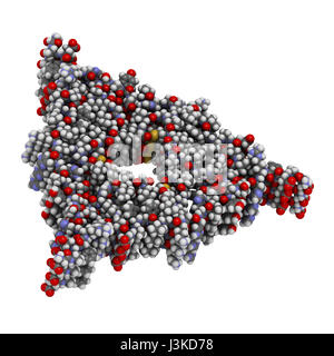 Beta amiloide (Abeta, AB40) a struttura fibrillare. Aggregati fibrillari di Abeta sono componente principale delle placche del cervello e gioca un ruolo importante nella Alzheime Foto Stock