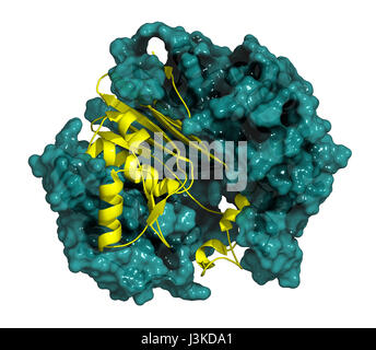 Gamma-glutamiltranspeptidasi 1 (GGT 1, gamma-GT, gamma glutamil transferasi enzima). Usato come marcatore diagnostico di malattie del fegato. La catena pesante: Cartoon Foto Stock