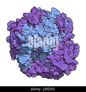 Gamma-glutamiltranspeptidasi 1 (GGT 1, gamma-GT, gamma glutamil transferasi enzima). Usato come marcatore diagnostico di malattie del fegato. Atomi mostrato come colore Foto Stock