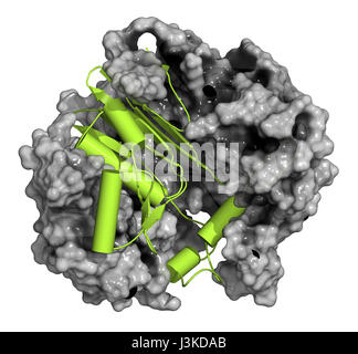 Gamma-glutamiltranspeptidasi 1 (GGT 1, gamma-GT, gamma glutamil transferasi enzima). Usato come marcatore diagnostico di malattie del fegato. La catena pesante: Cartoon Foto Stock