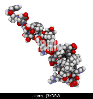 Peptide Liraglutide molecola di farmaco. Agonista del glucagone-peptide-1 simile a recettore utilizzato nel trattamento di diabete e obesità. Atomi mostrato come colore-cod Foto Stock