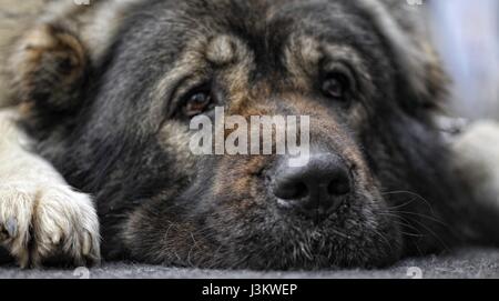 Pastore del Caucaso cane ritratto Foto Stock