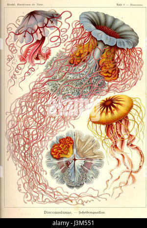 Haeckel Discomedusae Foto Stock
