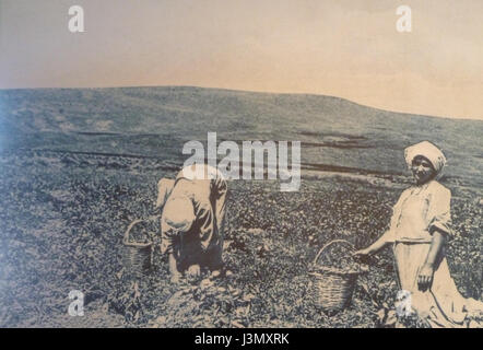 Immagini storiche della fattoria Kinneret P1180690 Foto Stock