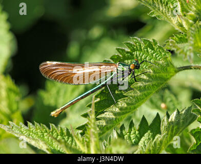 Femmina spumanti belle demoiselle seduti sulle foglie illuminate dal sole di comune ortica nel Surrey, Inghilterra, Regno Unito Foto Stock