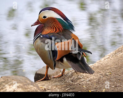 Anatra di mandarino (Aix galericulata) nella piantagione di Isabella, Richmond Park, London REGNO UNITO Foto Stock