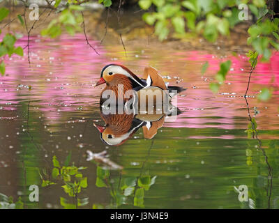 Anatra di mandarino (Aix galericulata) nuoto nelle riflessioni della fioritura azalee in piantagione di Isabella, Richmond Park, London REGNO UNITO Foto Stock