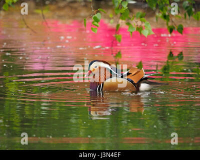 Anatra di mandarino (Aix galericulata) nuoto nelle riflessioni della fioritura azalee in piantagione di Isabella, Richmond Park, London REGNO UNITO Foto Stock