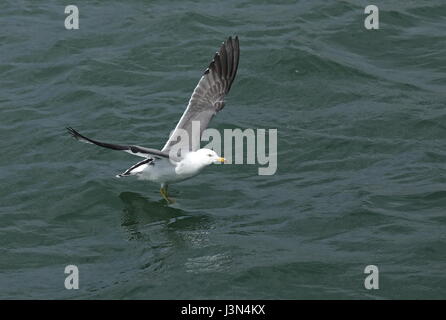 Nero-tailed Gull (Larus crassirostris) adulto in volo di decollare dal mare Choshi; prefettura di Chiba, Giappone Febbraio Foto Stock