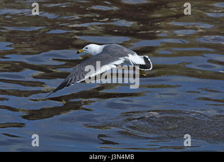 Nero-tailed Gull (Larus crassirostris) adulto in volo di decollare dal mare Choshi; prefettura di Chiba, Giappone Febbraio Foto Stock