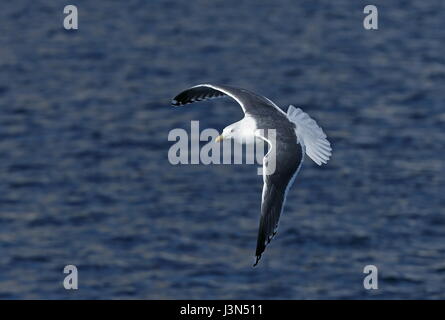 Slaty-backed Gull (Larus schistisagus) adulto in volo Rausu, Hokkaido, Giappone Marzo Foto Stock