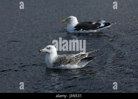 Slaty-backed Gull (Larus schistisagus) primo inverno e piscina per adulti in porto Rausu, Hokkaido, Giappone Marzo Foto Stock
