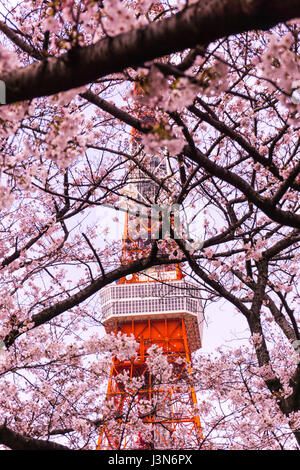 La torre di Tokyo con sakura in primo piano nella primavera del tempo a Tokyo Foto Stock