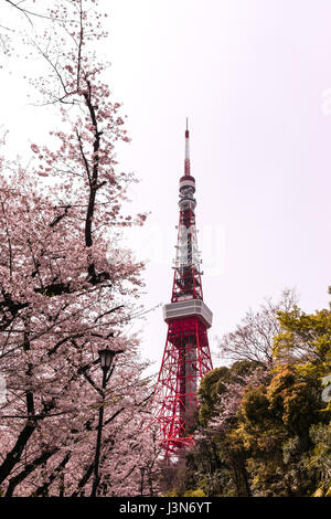 La torre di Tokyo con sakura in primo piano nella primavera del tempo a Tokyo Foto Stock