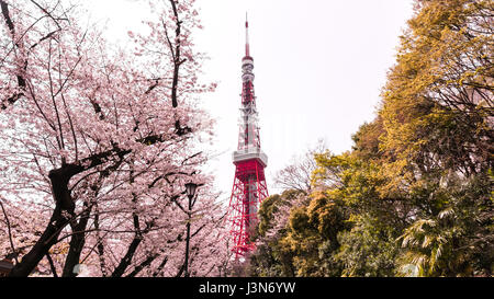 La torre di Tokyo con sakura in primo piano nella primavera del tempo a Tokyo Foto Stock