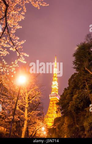 La torre di Tokyo con sakura in primo piano nella primavera del tempo a Tokyo night view Foto Stock