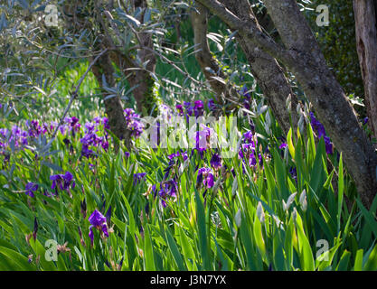 Wild crescente iridi viola nella foresta Foto Stock