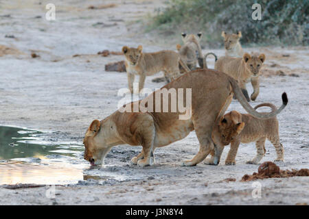 Loewe, Panthera leo, Savuti, Chobe National Park, Botswana, Afrika Foto Stock