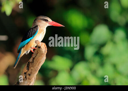 Braunmantelliest, Halcyon albiventris, Kasane, fiume Chobe, fiume Chobe National Park, Botswana Foto Stock