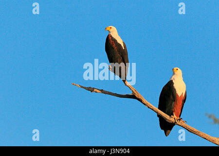 Schreiseeadler, Haliaeetus vocifer, Paar, Kasana, fiume Chobe NP, Botswana, Afrika Foto Stock